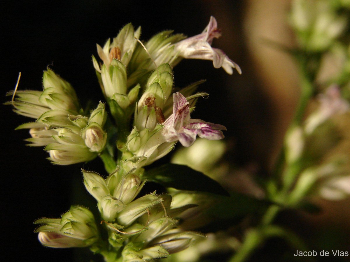 Lepidagathis walkeriana Nees